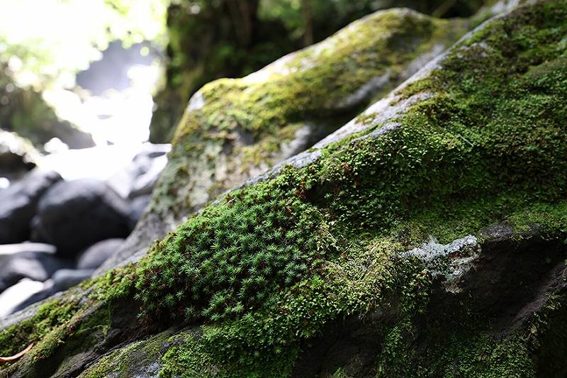 �傫�ȃ{�P�Ɖ��ߊ������������\��