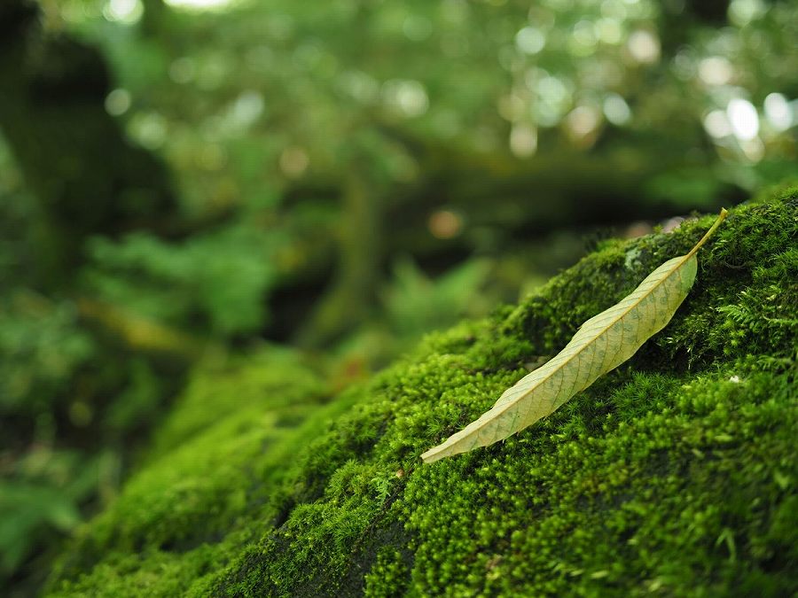 ����aF1.8�����������{�P�\��