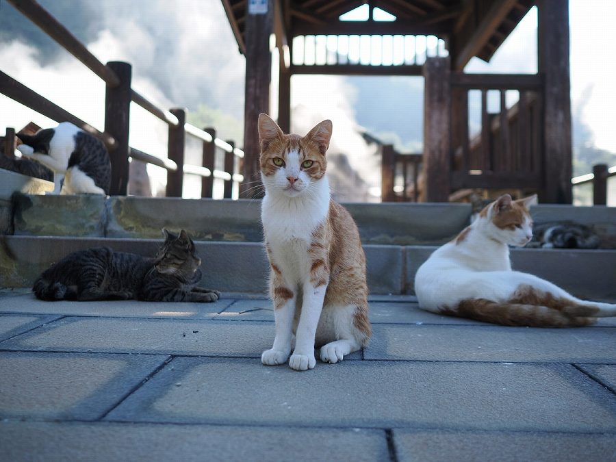 M.ZUIKO DIGITAL 17mm F1.8 II 1/1250�b F2.0 ISO200