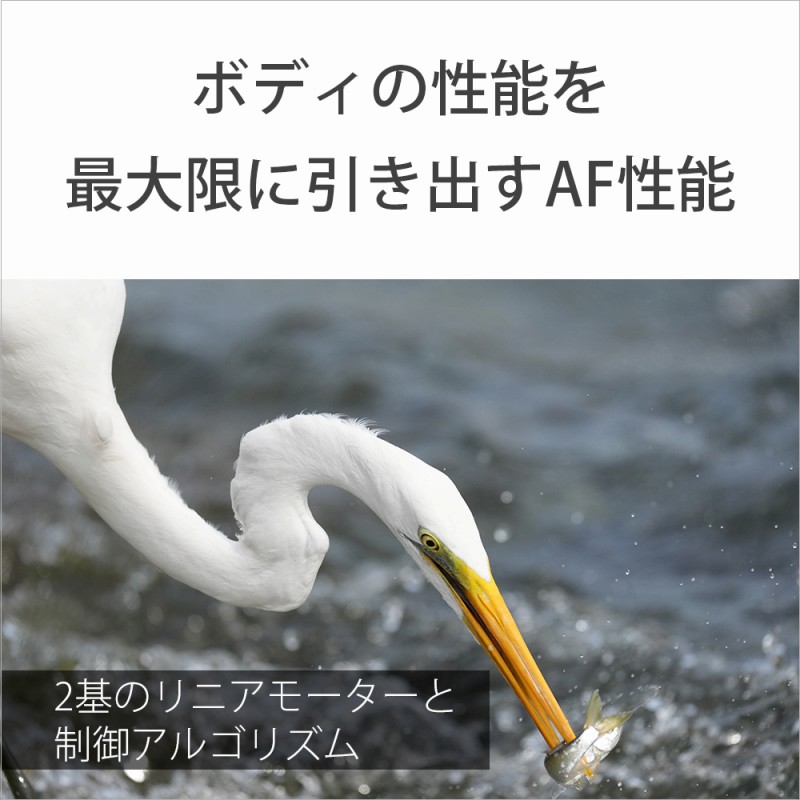 �{�f�B�̐��\���ő���Ɉ����o��AF���\