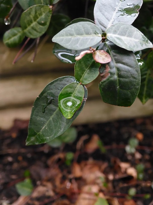 �t�B�����V�~�����[�V����