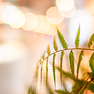 �ǂ��܂ł��������A���R�ȉ~�`�{�P