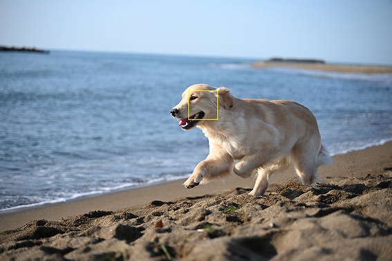 �ǂ�ȃV�[�������R�ɁA�m���ɎB�e