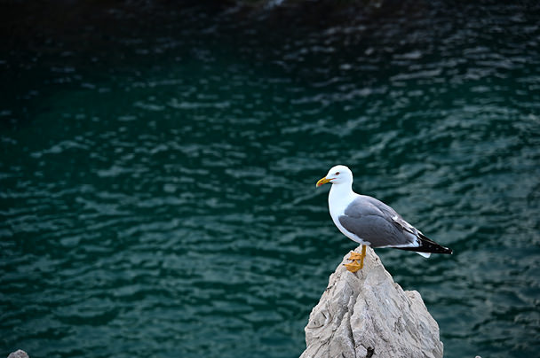 �u���v�̍��