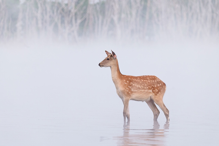 ��y�Ɏ���������500mmLUMIX S�V���[�Y�Œ����̒��]���Y�[��