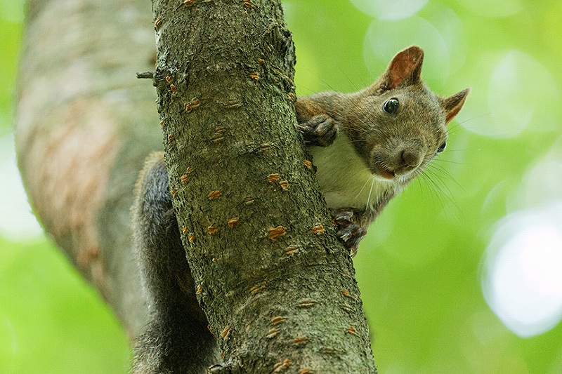 �������{�P�������炷��ʑ̂̑��݊�