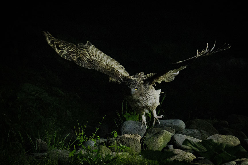 Dual I.S.2�Ή��A�]������7�i�����̍����␳���ʂ𔭊�