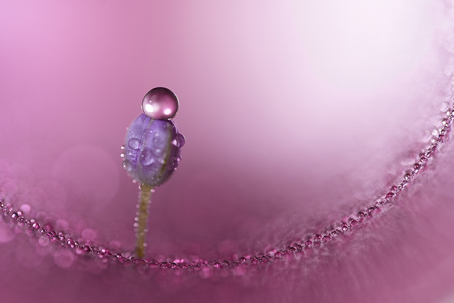 �ő�B�e�{��1.4�{�������B���{���}�N���B�e�ƁA�����𑜐��\�𗼗�����G Master�iTM�j�V���[�Y���̒��]���}�N�������Y