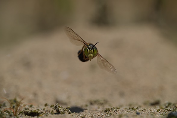 ���4�@ILCE-9M3�@200mm(+2X Teleconverter)�@1/2000�b�@F8�@ISO400