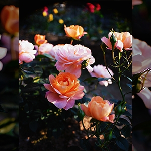 ���̊��𐶂ށuF1.8�v�̑���a