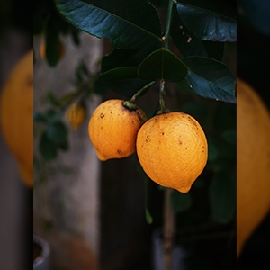�g����h�ŒZ�B�e����0.25m
