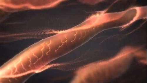 �O���t�F���ɂ�鉓�ԊO�����ʂŁA���̐c�܂ŉ��߂�