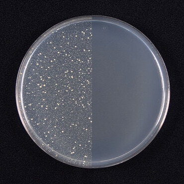 �������Ŗ�����X�b�L���A������99.9������*2�ŉq���I