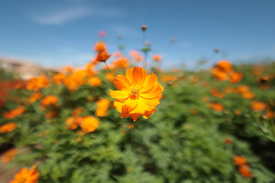 �y�L���m�� �J���������Y RF14mm F1.4 L VCM �P�œ_�����Y�z���