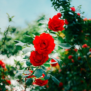 �y��჌�t�p���������Y SGAF25mmF1.8ZC(SV�z�_�炩�ȃ{�P��