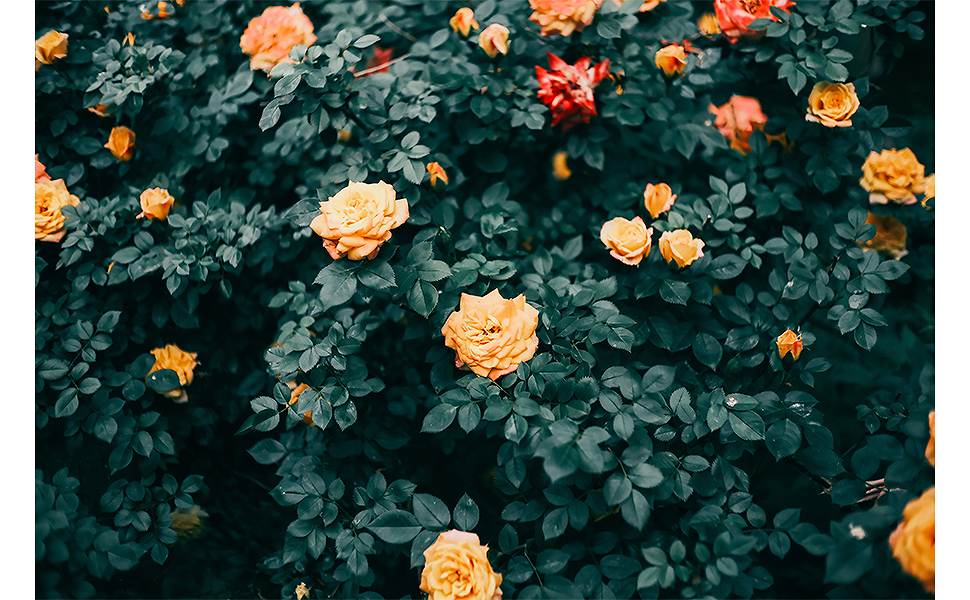 �y��჌�t�p���������Y SGAF25mmF1.8ZC(SV�z���1