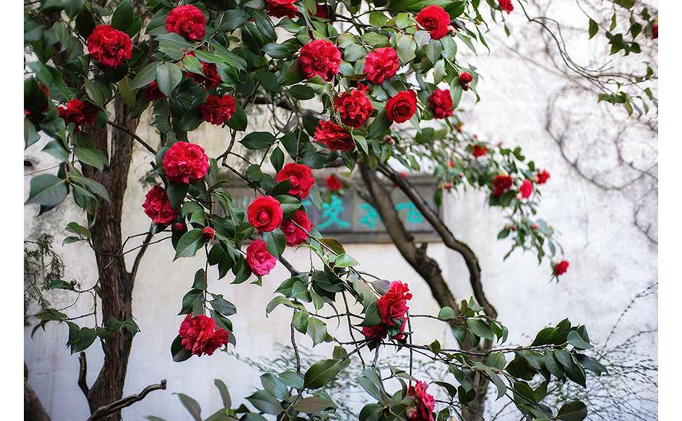 �y��჌�t�p���������Y SGAF25mmF1.8ZC(SV�z���4