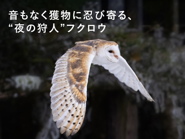 �����Ȃ��l���ɔE�ъ��A�h��̎�l�h�t�N���E