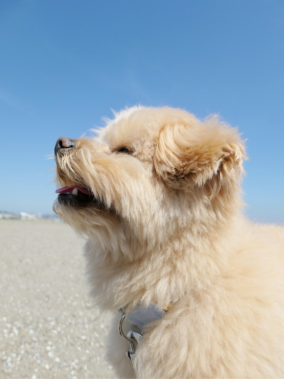 �yDC-TX3 �R���p�N�g�J�����z���2 �����i���j