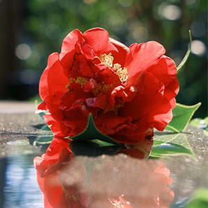 �J��F2.2�ɂ�鎩�R�ȃ{�P�\��