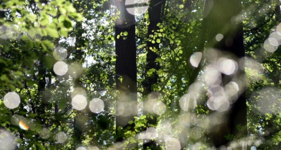 Morning Forest
