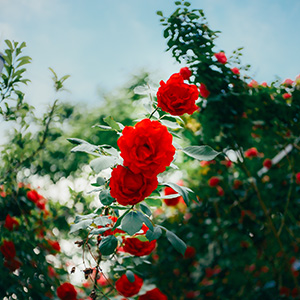 �i��J��F1.8�̑���a���`���A���������R�ȃ{�P��