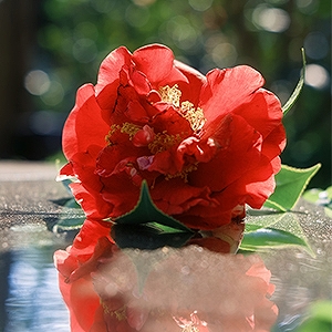 �J��F2.2�ɂ�鎩�R�ȃ{�P�\��