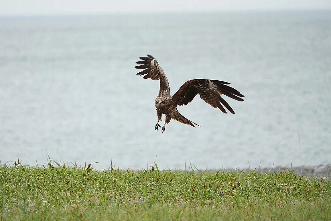 �ySONY �f�W�^�����J������[E�}�E���g]�p�����Y FE 100-400mm F5.6-8 OSS�z���4 �쒹