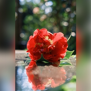 35mm F2.2�œ�������R�ɐ؂���
