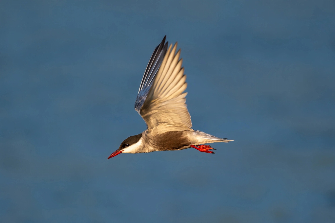 �t�W�m�������Y XF400mmF4.5 R LM OIS WR �ʐ^��� �쒹