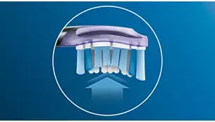 �v���~�A���K���P�A�u���V�w�b�h