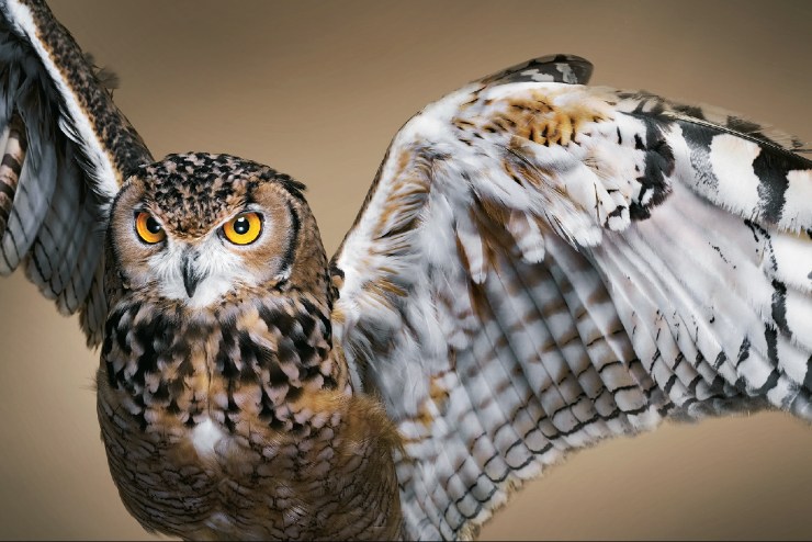 DSC-RX100M6���