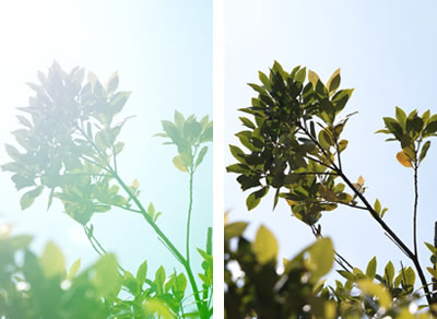 �t���A�A�S�[�X�g�ɔz�������݌v