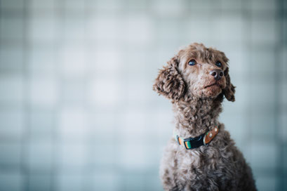 �S���玙��앟�����c�� ���������X�e�b�J�[24������@���q�����@�ً}�A���@���Ƃ������