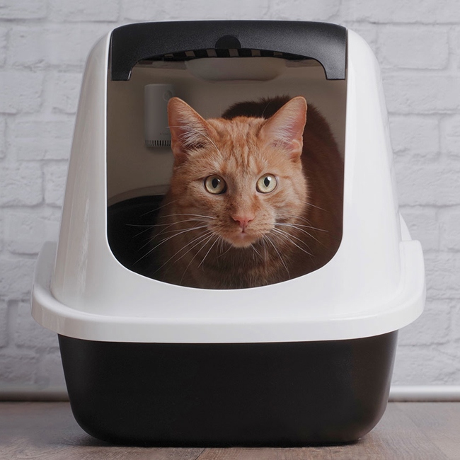 �}�O�l�b�g����