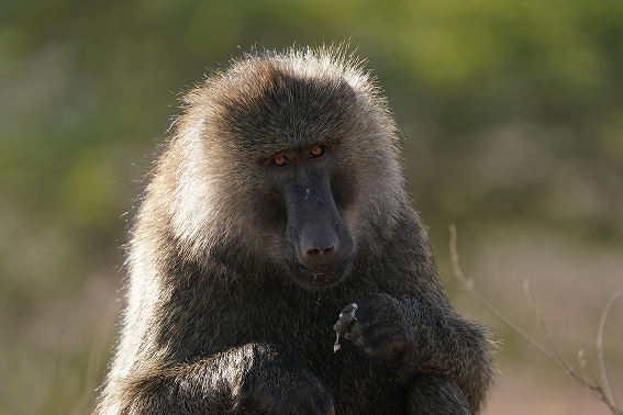 �\�j�[ FE 200-600mm F5.6-6.3 G  OSS �B�e�T���v��