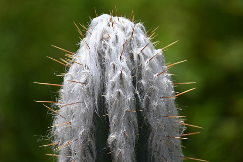 �v���؂��ċ߂Â��ĎB���Z���ŒZ�B�e����