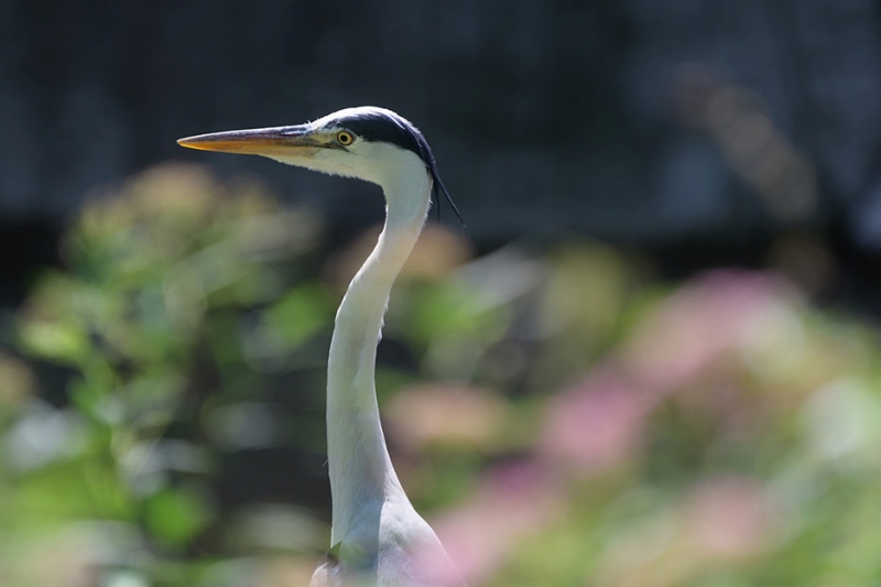 �e���R������i�œ_����400mm�����j