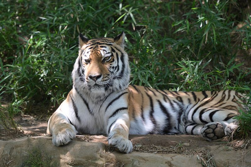 �e���R������i�œ_����400mm�����j