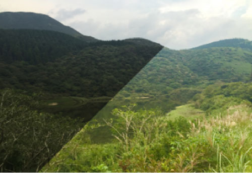 �C���X�g�E�ʐ^�E�摜�ҏW�\�t�g �W�����O���@Jungle  ACDsee Photo Studio Home 2020 [Windows�p]