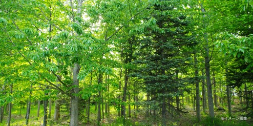 �n�C�A�[���@Haier  �X�|�b�g�G�A�R�� �X�|�b�g�N�[���[ �z���C�g JA-SP25W-W [100V] �r�b�N�J����