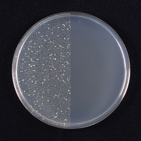 �V���J�@siroca  �H��􂢊����@[UV���ۋ@�\����/�H���s�v/���ۗ�99.9��/���򐅐���/�^�C�}�[6�i�K�ݒ�] �z���C�g SS-MU251 [�`3�l�p] �r�b�N�J����