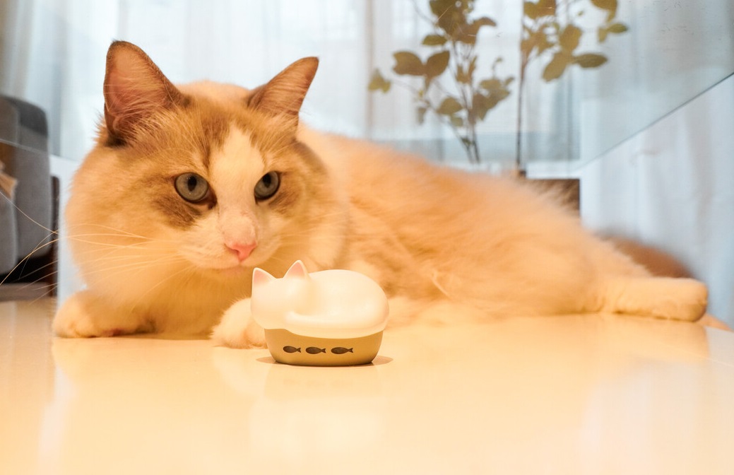 Łu݂[v ILDɂ͂܂ȂLCz NEKO