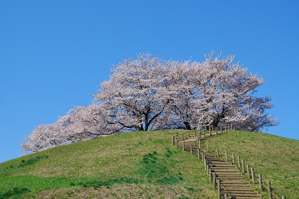 桜撮影のポイントとおすすめアイテム　PLフィルター