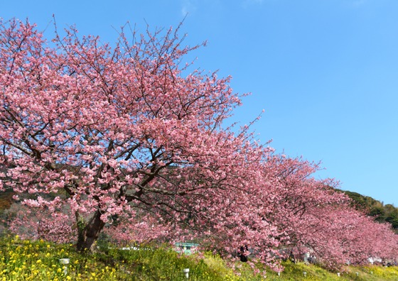【撮り方のコツ】桜の撮影テクニック