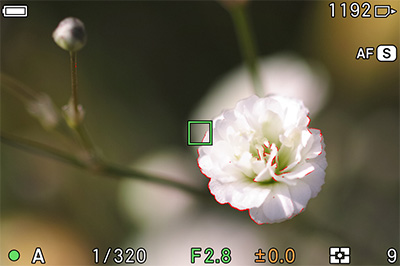 SIGMA fp tH[JXs[LO@\