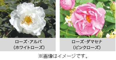ミラノコレクション01