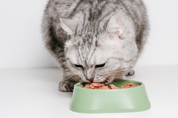 キャットフードのイメージ