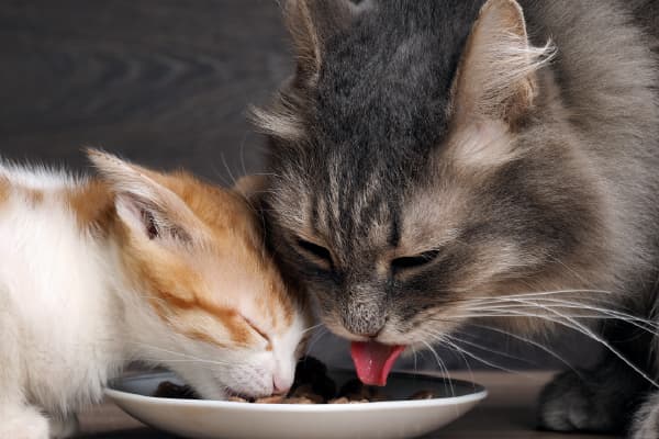 キャットフードの選び方 猫の年齢・ライフステージに合っているか