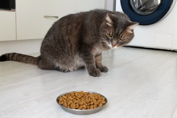 キャットフードの切り替え方・与え方 食べない・食いつきが悪いときの対処